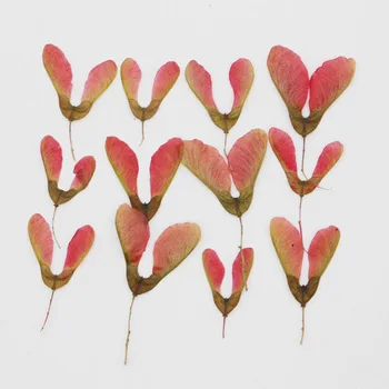 60шт пресована сушени Acer Saccarinum. Плодове Цвете Растение Хербарий на Бижута, Картичка Покана карта Калъф За Телефон САМ Bookmark
