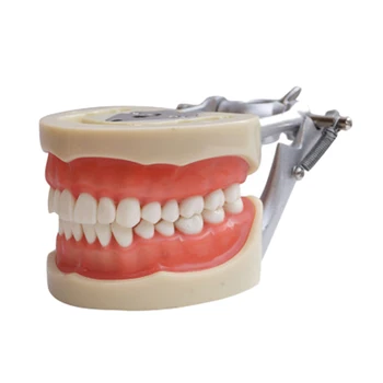 Образователна модел модел на зъбите за комуникация на зъболекар с пациенти от Стандартните модели на зъбите с 28 зъби и мека венеца