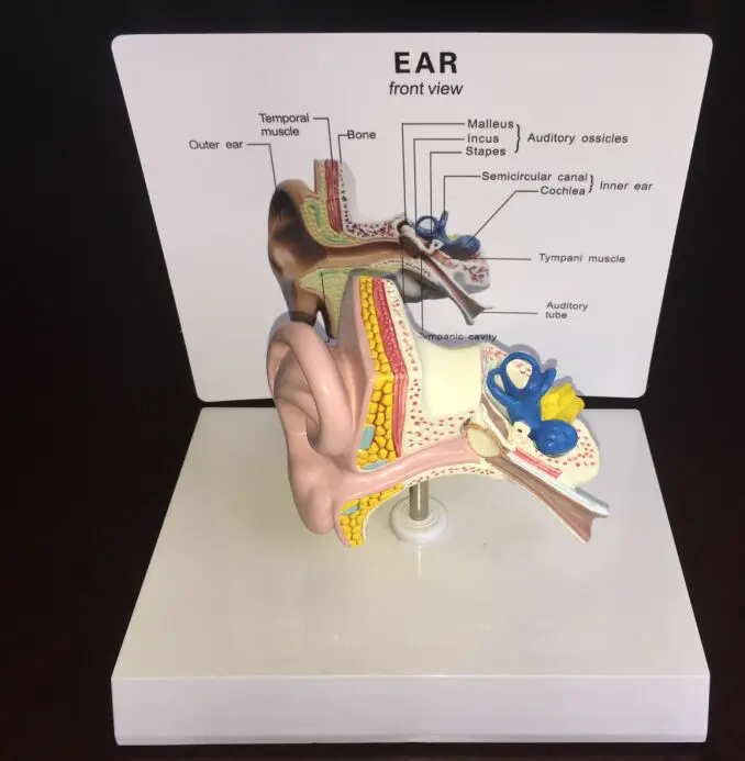 1: 1 Човешкото Ухо в Пълен Размер Външна Средната Вътрешна Анатомическая Модел Медицинска Образователна Модел с Инструкции на английски език 1