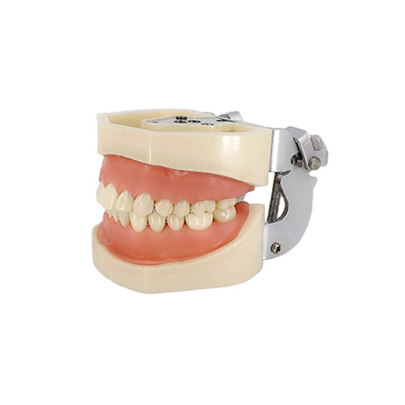 Образователна модел модел на зъбите за комуникация на зъболекар с пациенти от Стандартните модели на зъбите с 28 зъби и мека венеца 1