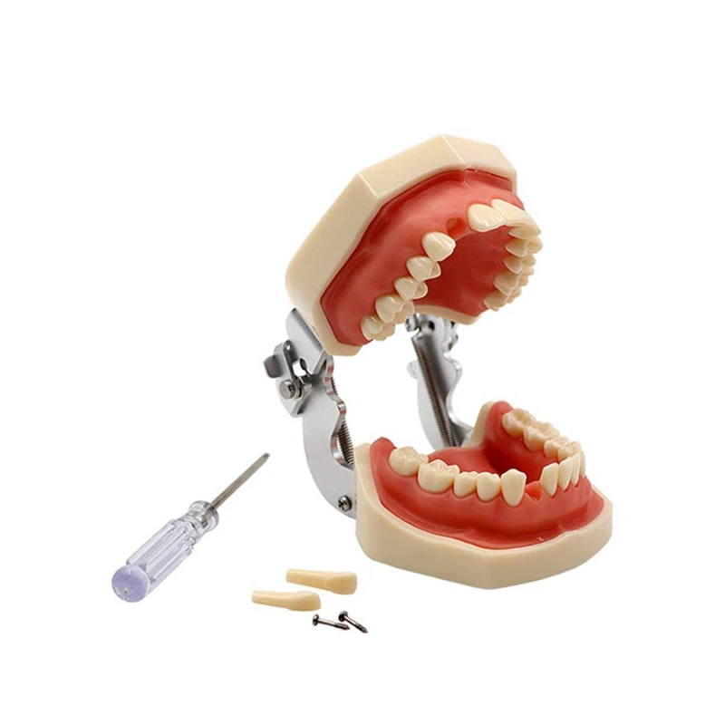 Образователна модел модел на зъбите за комуникация на зъболекар с пациенти от Стандартните модели на зъбите с 28 зъби и мека венеца 2