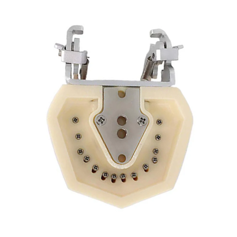 Образователна модел модел на зъбите за комуникация на зъболекар с пациенти от Стандартните модели на зъбите с 28 зъби и мека венеца 3