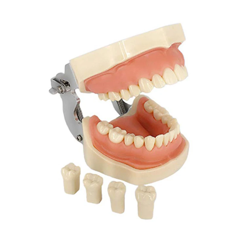 Образователна модел модел на зъбите за комуникация на зъболекар с пациенти от Стандартните модели на зъбите с 28 зъби и мека венеца 4